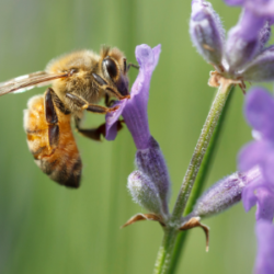 Honey Bee Wildflower Mix