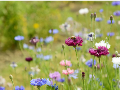 How to sow wildflowers for best performance