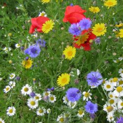 Wildflower Seed - Click and Collect