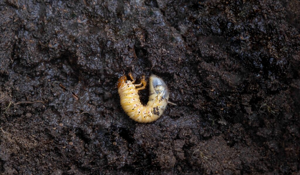 Chafer Grub and Leatherjacket